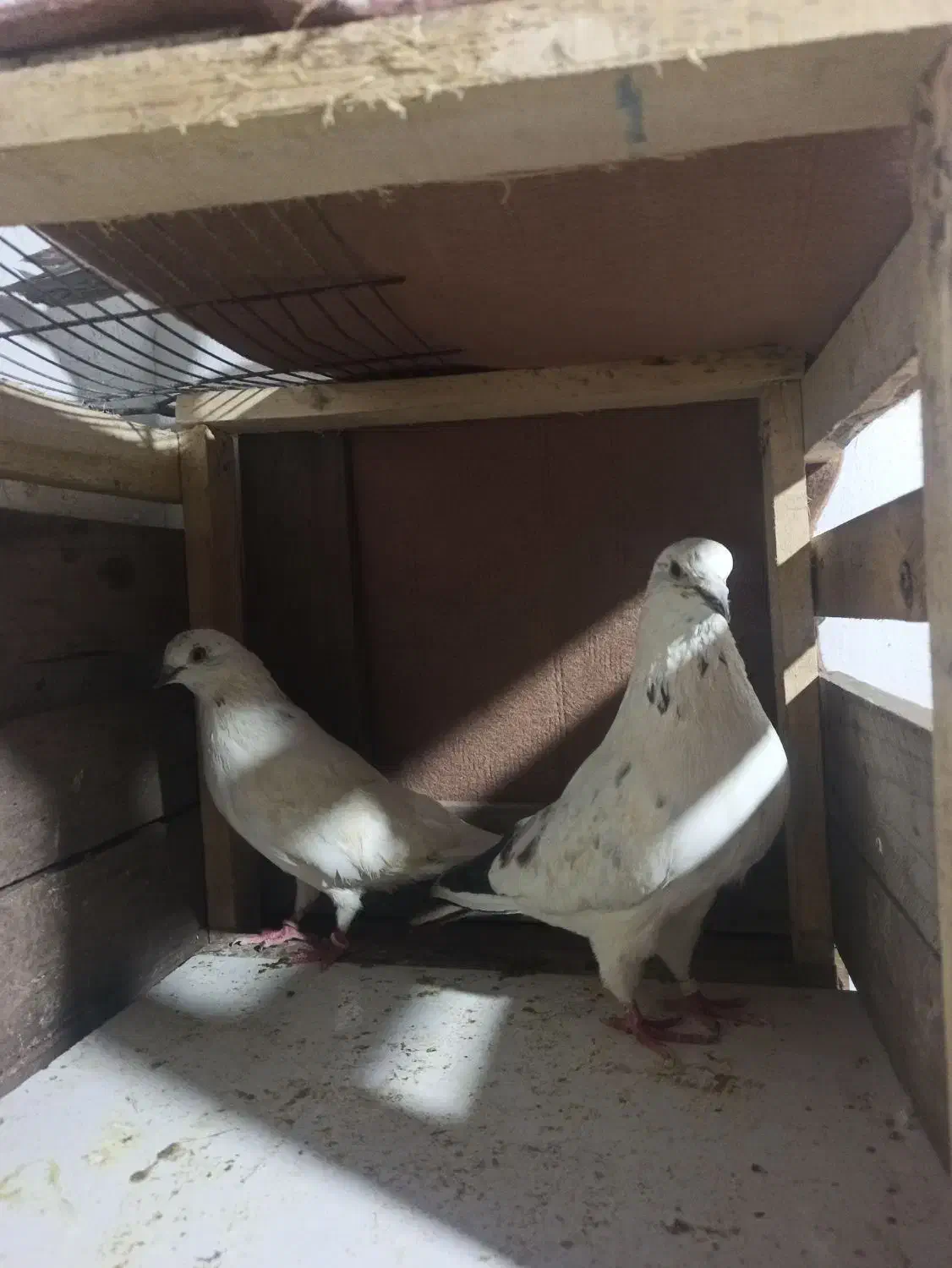 کفتر|پرنده|رشت, نظری|دیوار