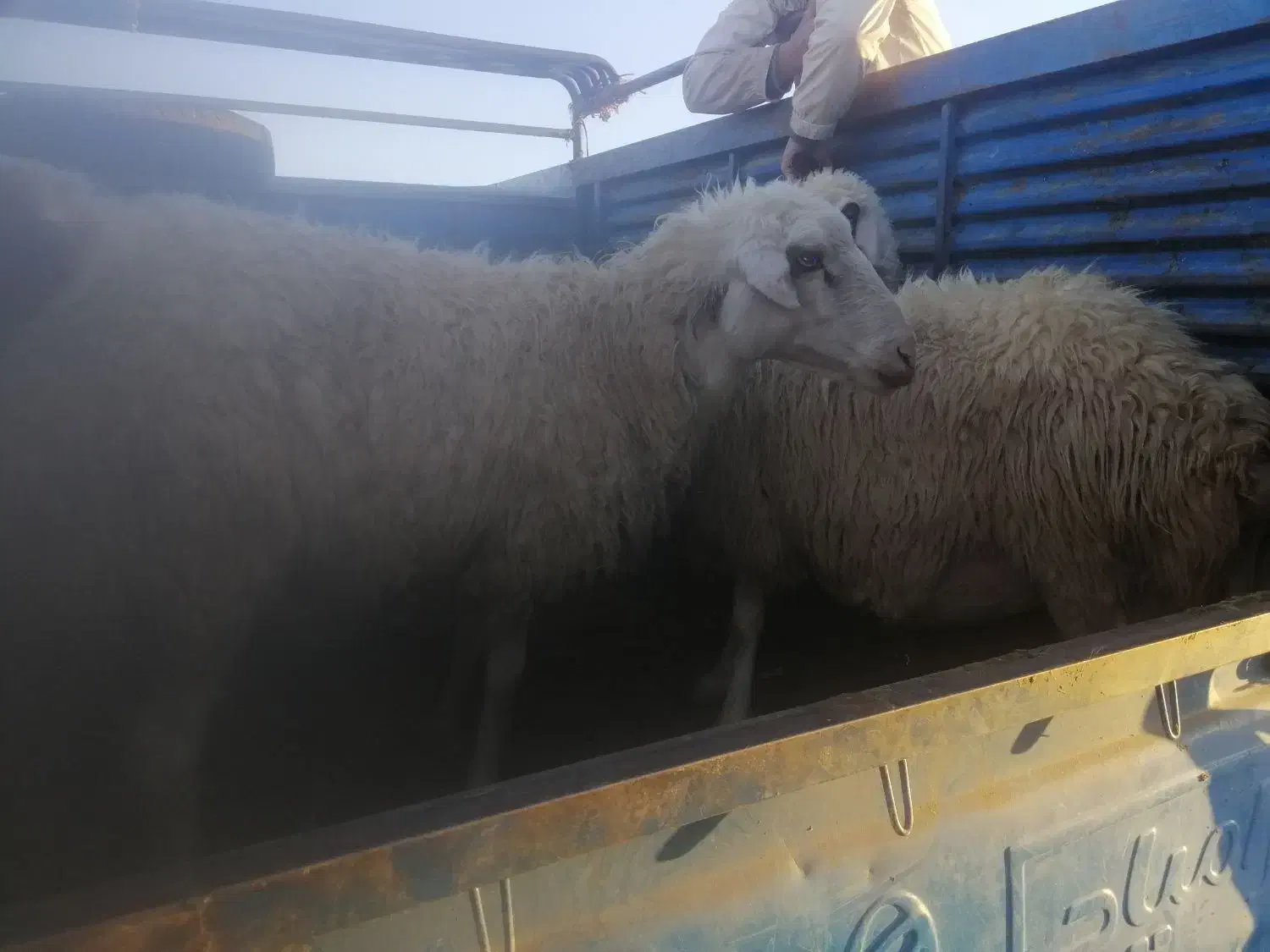 گوسفند|حیوانات مزرعه|جوانرود, |دیوار