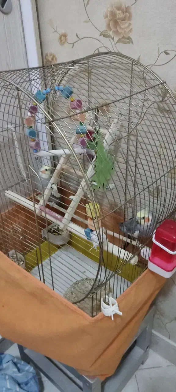 طوطی|پرنده|فردیس, قریشی|دیوار