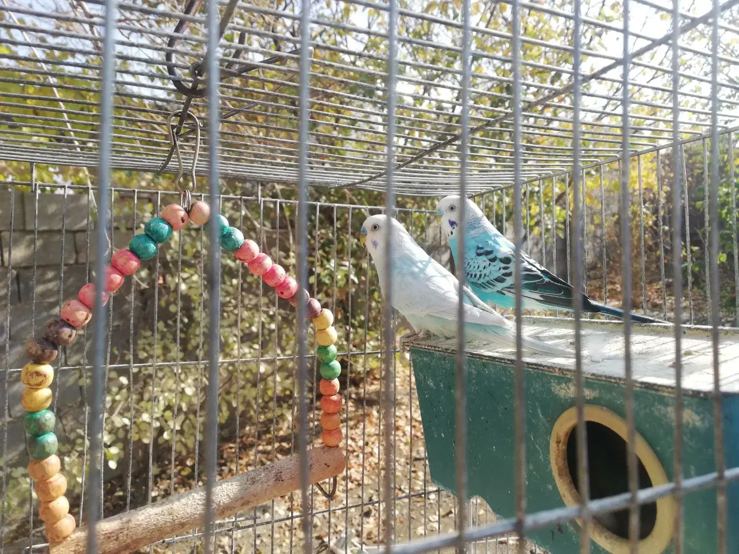 مرغ عشق|پرنده|ثلاث باباجانی, |دیوار