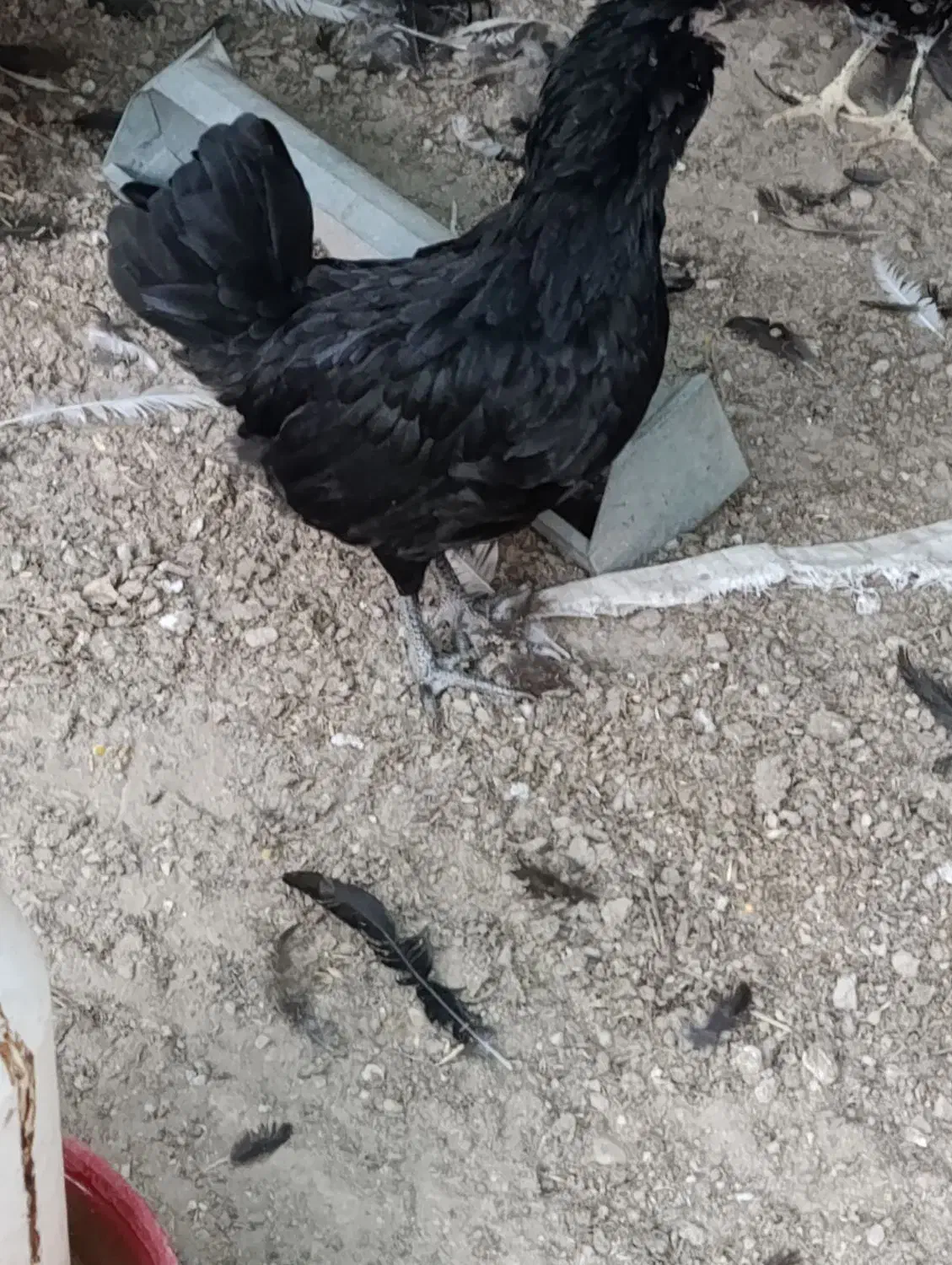 مرغ و خروس گلین|حیوانات مزرعه|آبپخش, |دیوار