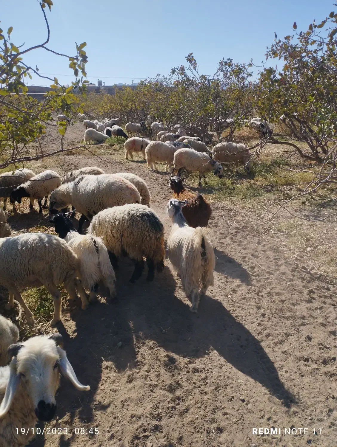 50راس میش ابس جوان قیمت دونه 15ملیون|حیوانات مزرعه|یزدان شهر, |دیوار