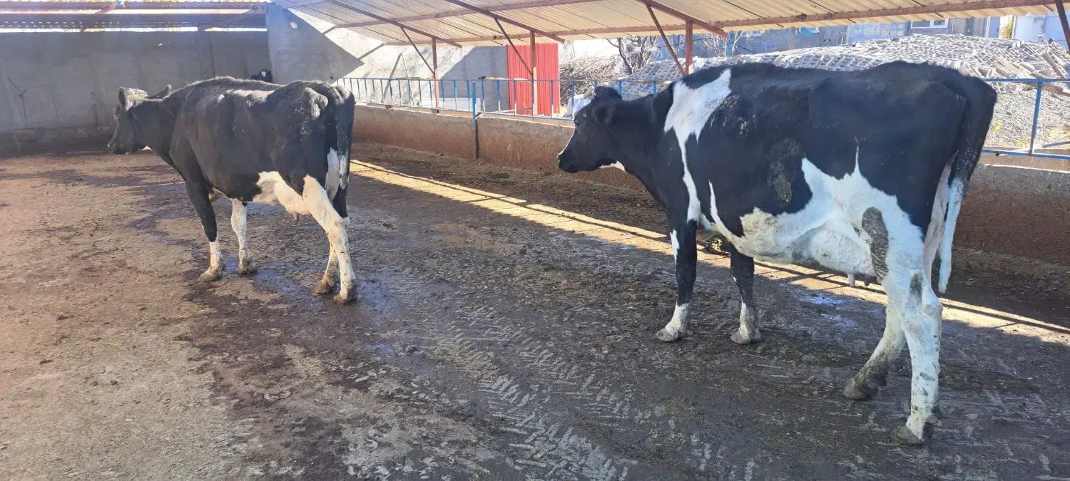 گاو شیری|حیوانات مزرعه|بلبان آباد, |دیوار