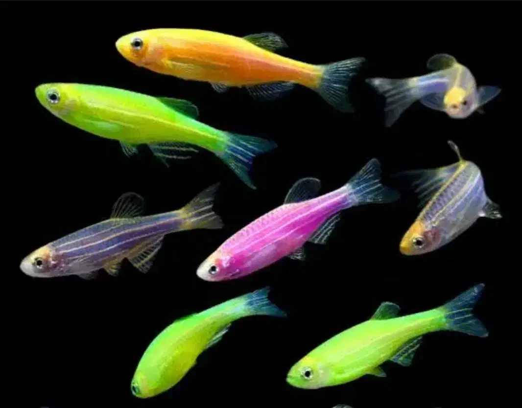 زبرا|ماهی|زنجان, |دیوار