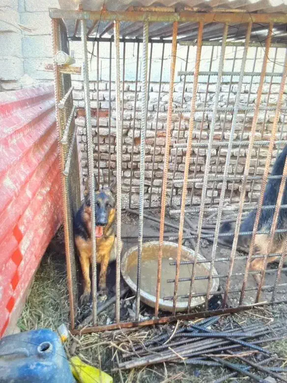 فروش یک عدد قفس|لوازم جانبی حیوانات|جیرفت, |دیوار