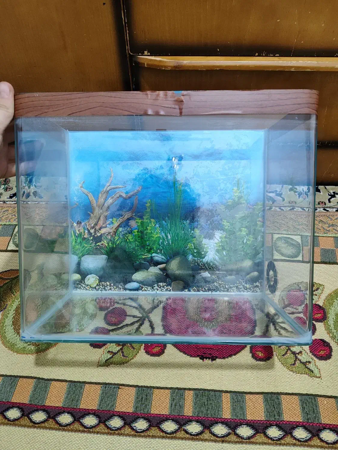 اکواریوم|ماهی|پاکدشت, پاکدشت (مامازند)|دیوار