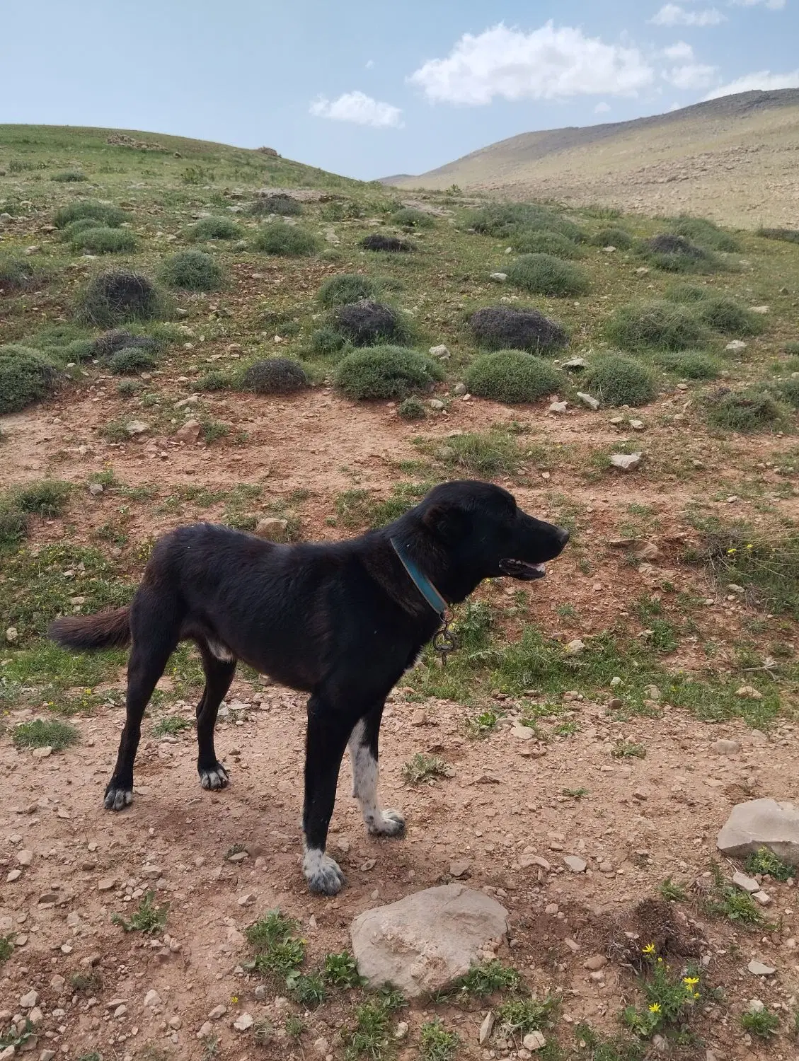 سگ گله ای|سگ|بروجرد, |دیوار