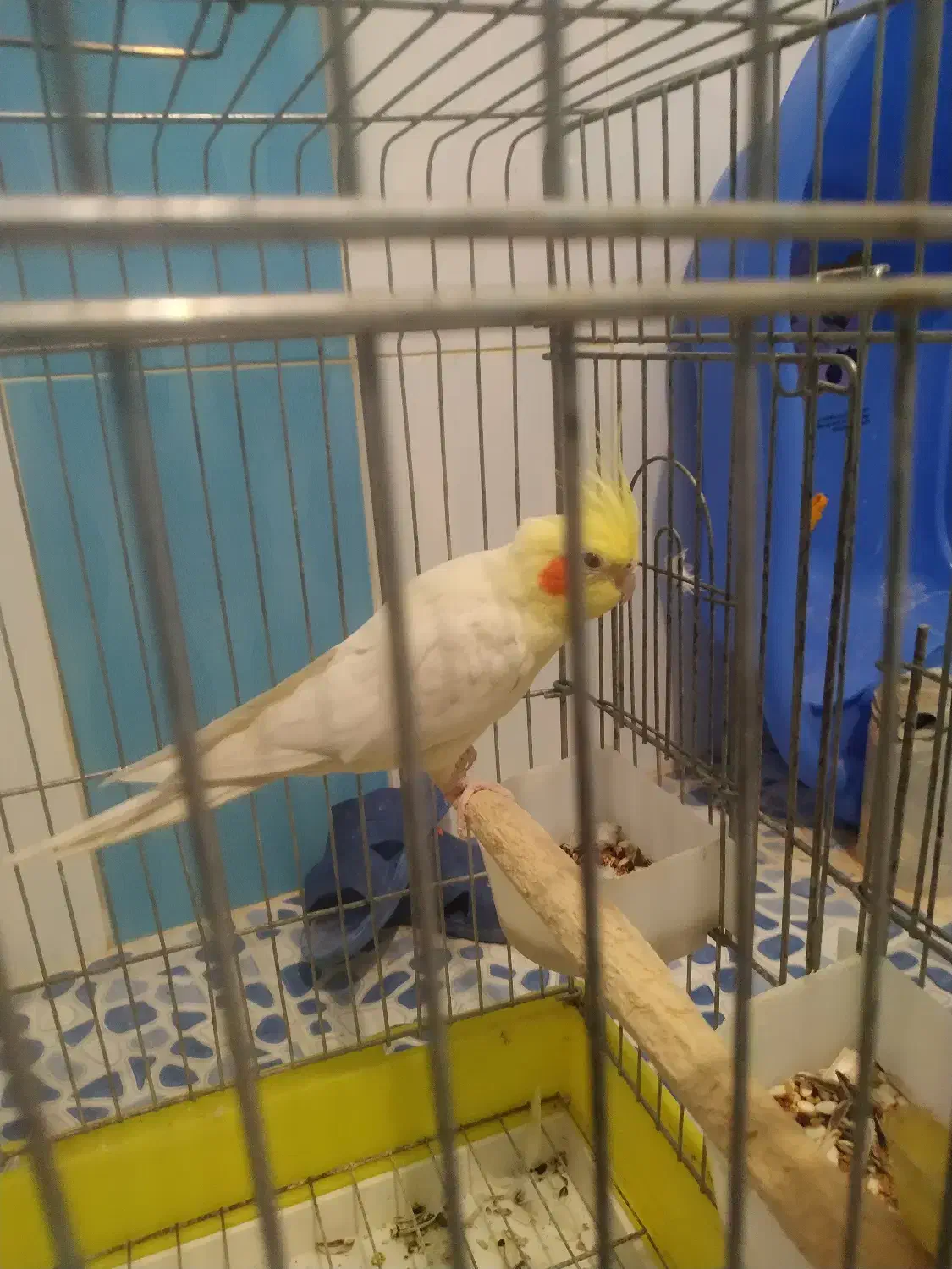 عروس هلندی|پرنده|بهبهان, |دیوار