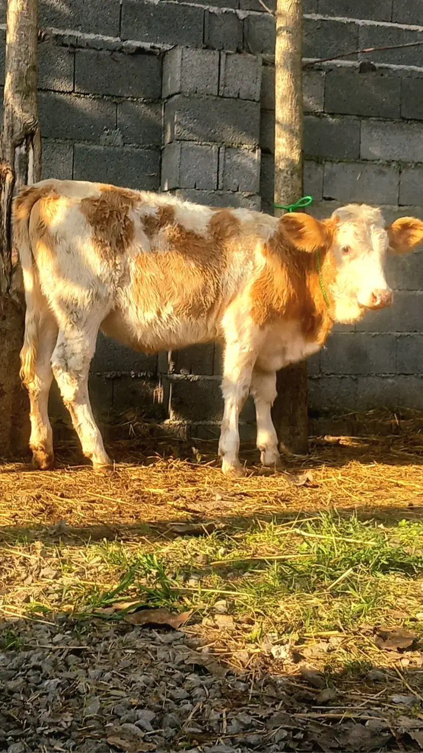 3 راس گاو .. لیشه چالوسی.. سیمینتال|حیوانات مزرعه|رشت, بازار|دیوار