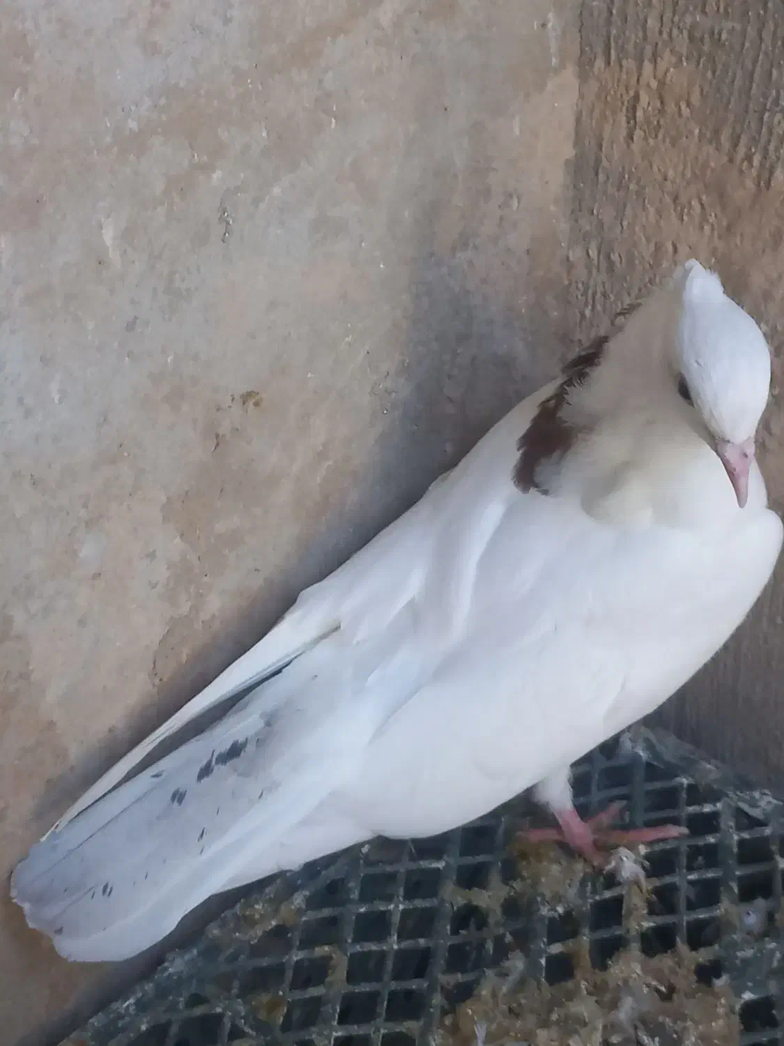 گیلانغرب|پرنده|سرپل ذهاب, |دیوار