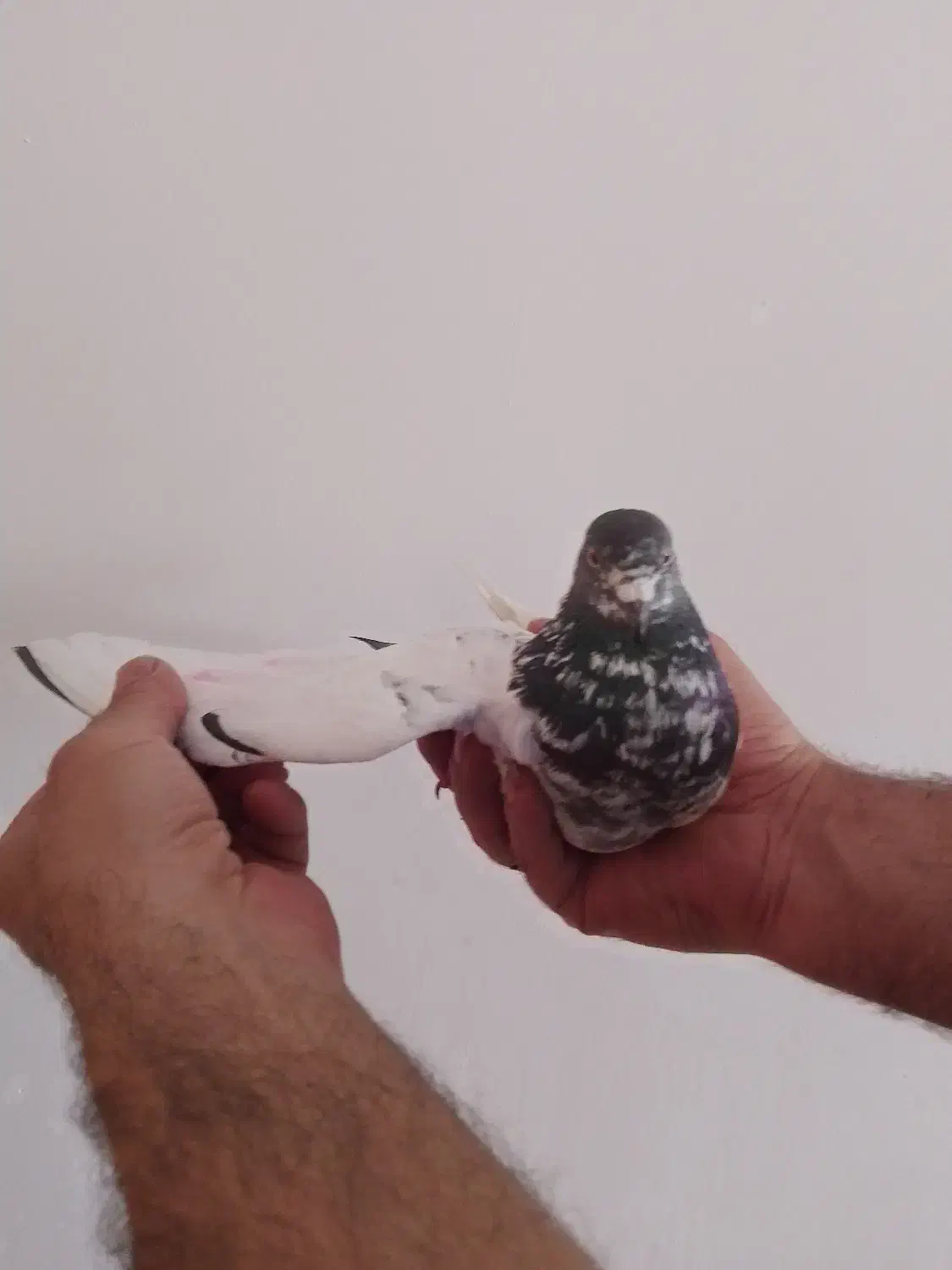 کبوتر - نر|پرنده|مشگین شهر, |دیوار