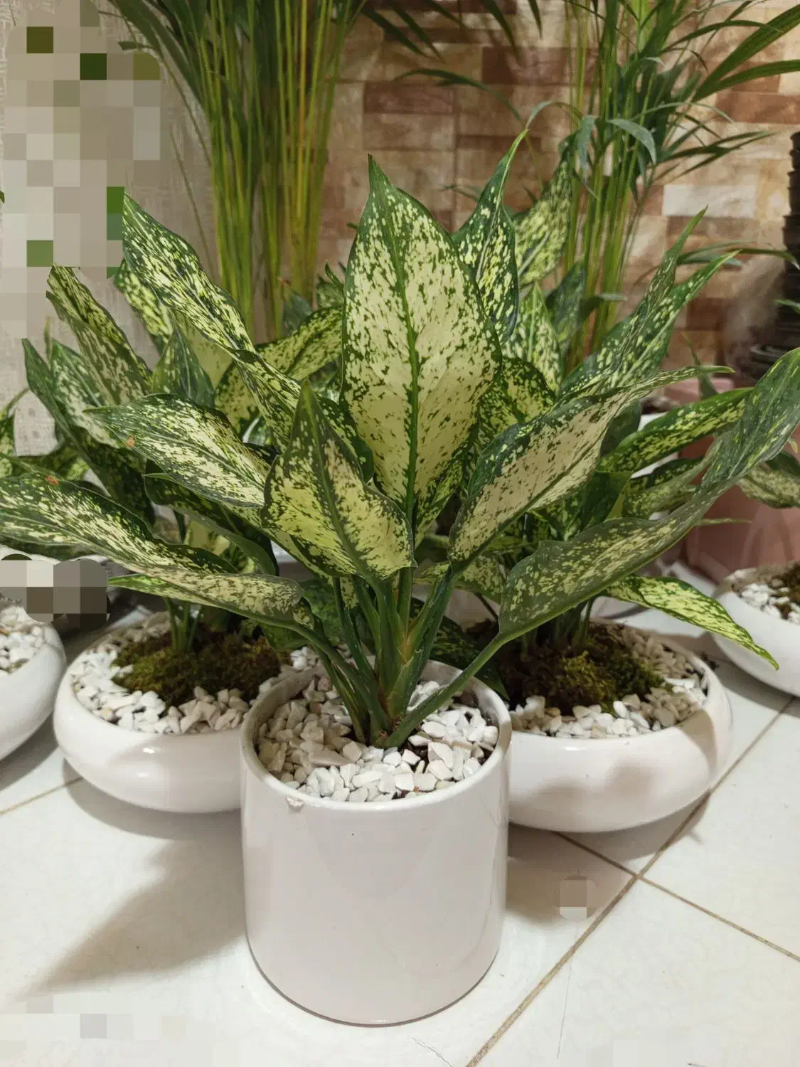 گل های خاص برا روزهای خاص. کادوی روز مادر|گل و گیاه طبیعی|فردیس, فردیس|دیوار