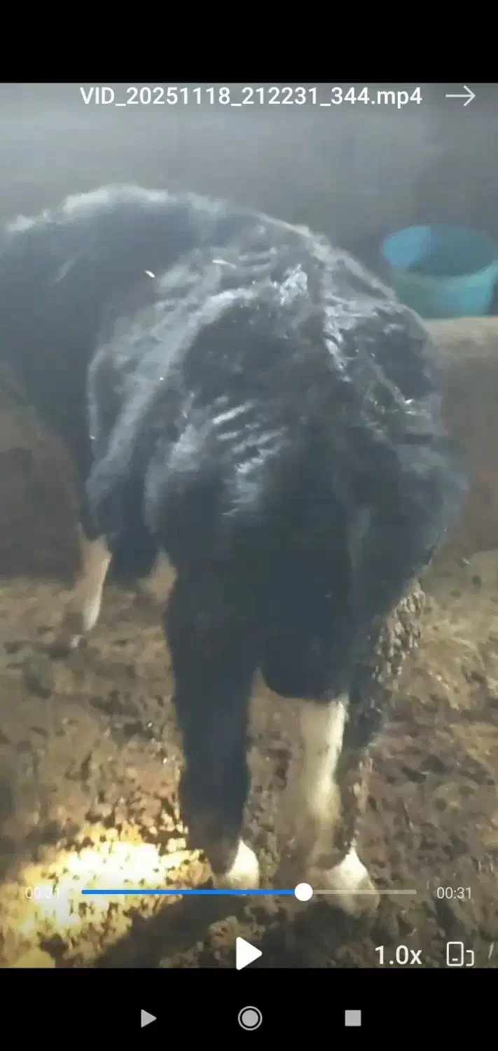 گوساله هلشتاین|حیوانات مزرعه|بیلوار, |دیوار