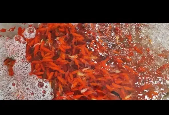 ماهی عید|ماهی|بم, |دیوار