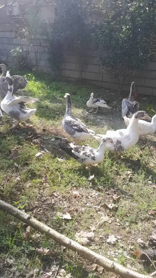 فروش غاز محلی|حیوانات مزرعه|بابکان, |دیوار