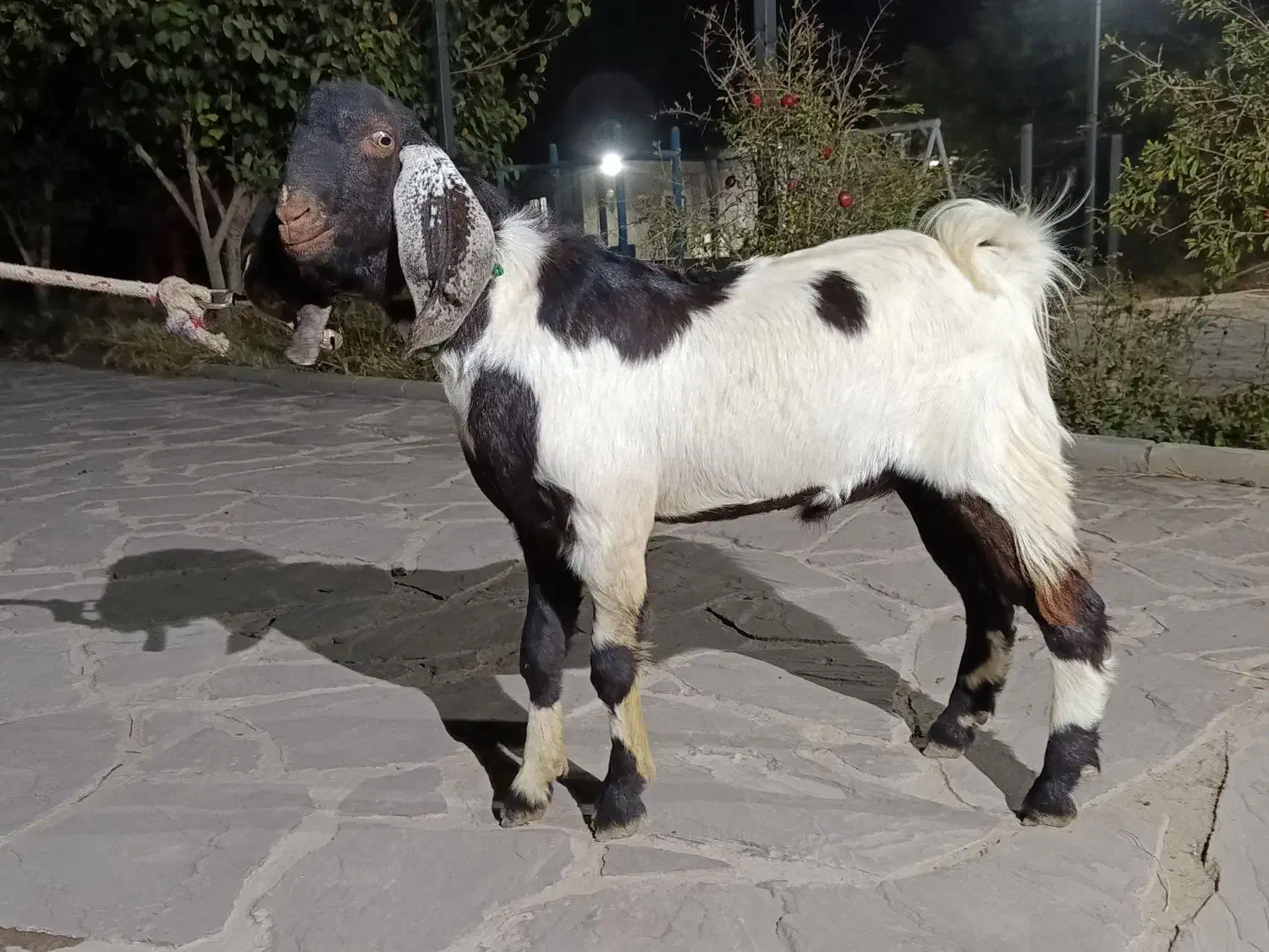 نر بز پاکستانی دوقلو زا|حیوانات مزرعه|پاکدشت, پاکدشت (مامازند)|دیوار