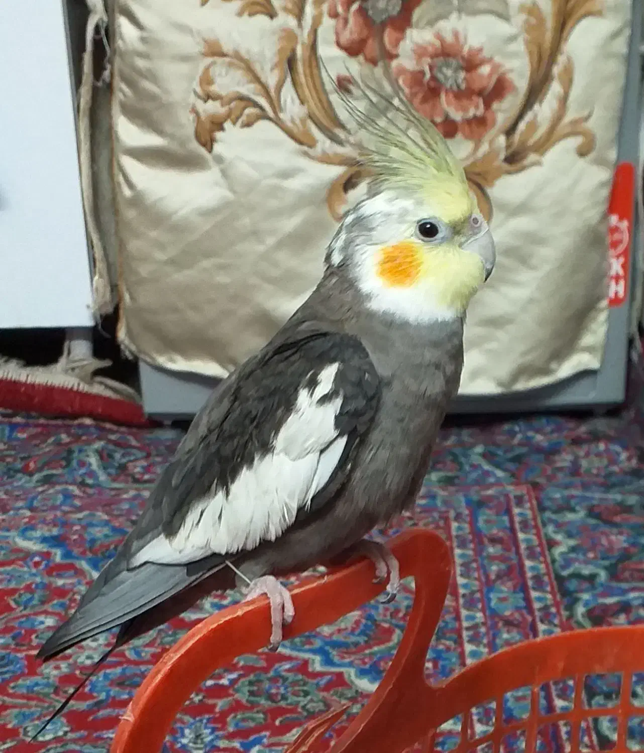 عروس هلندی گمشده|حیوانات|یزد, |دیوار