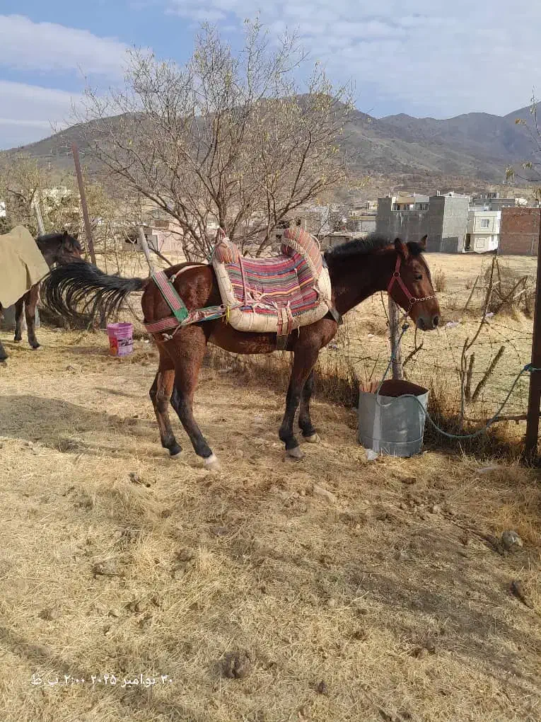 فروش ۲ تا اسب|اسب و تجهیزات اسب‌سواری|بانه, |دیوار