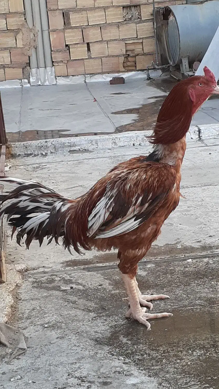 خروس لاری افغان|حیوانات مزرعه|بهارستان, |دیوار