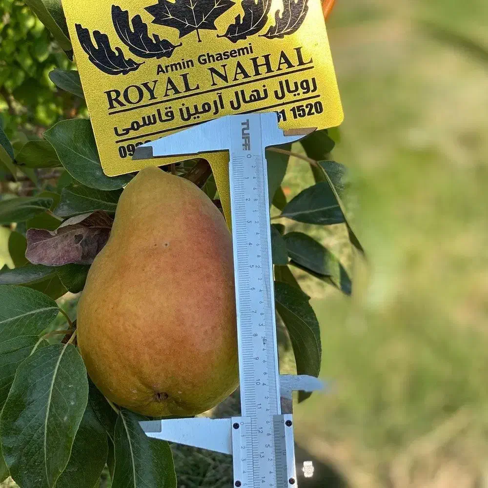 فروش نهال گلابی سانتاماریا|خدمات باغبانی و درختکاری|تربت‌حیدریه, کلاته توکلی|دیوار