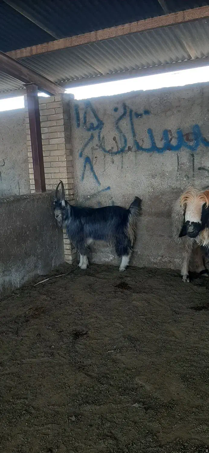 کهره بذری شاخ جفت|حیوانات مزرعه|شیراز, کوشک بیدک|دیوار