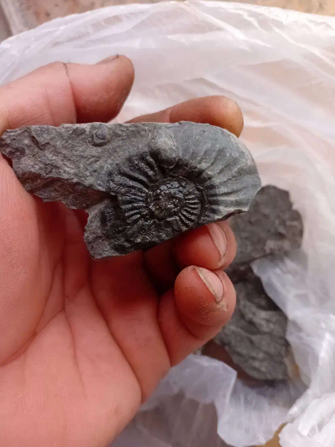 فسیل سنگ|کلکسیون و سرگرمی|خرم‌آباد, |دیوار