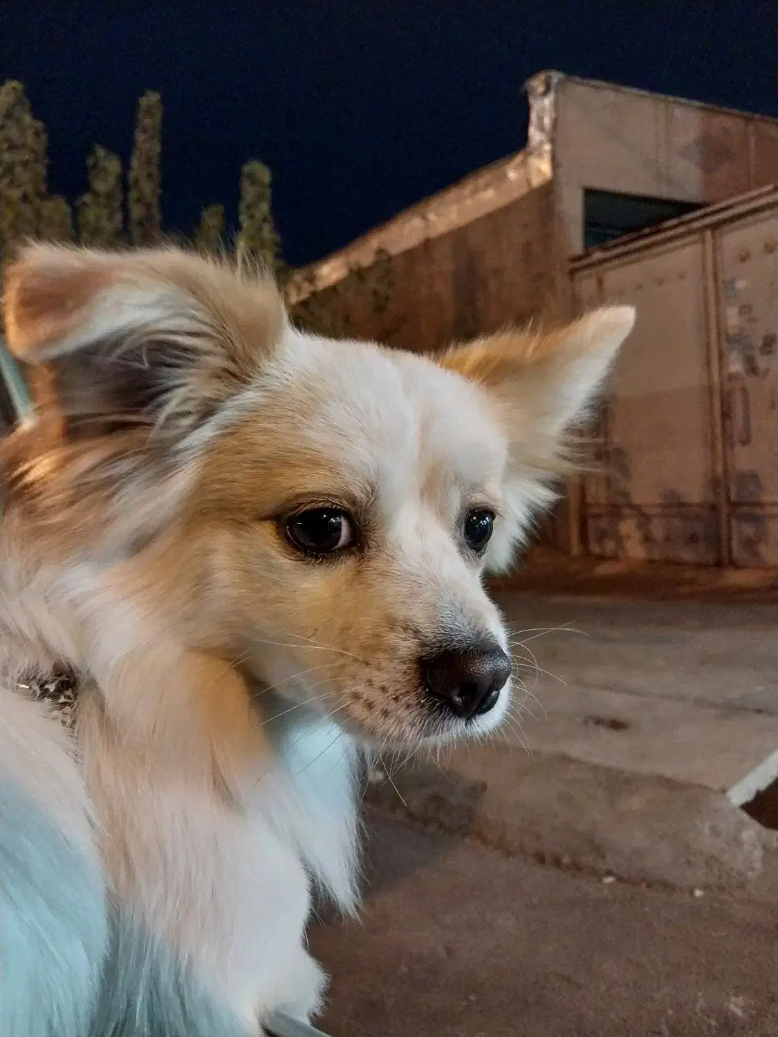 سگ پامر|سگ|شیراز, شهدای شهرک سعدی|دیوار