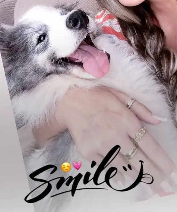 سگ سامویید|سگ|اصفهان, کوی امیریه|دیوار