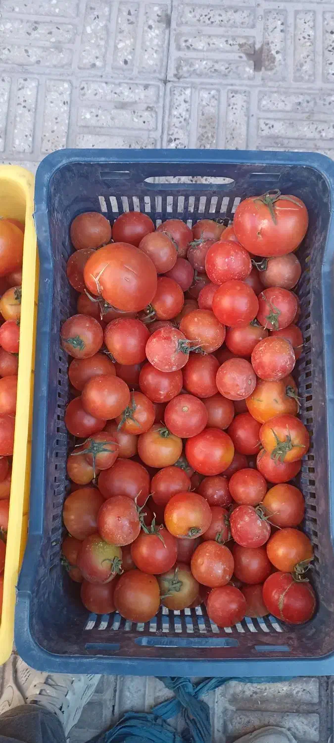 گوجه گوشتی|خوردنی و آشامیدنی|مبارکه, |دیوار