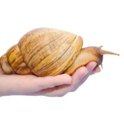 حلزون|خزنده|کوهدشت, |دیوار