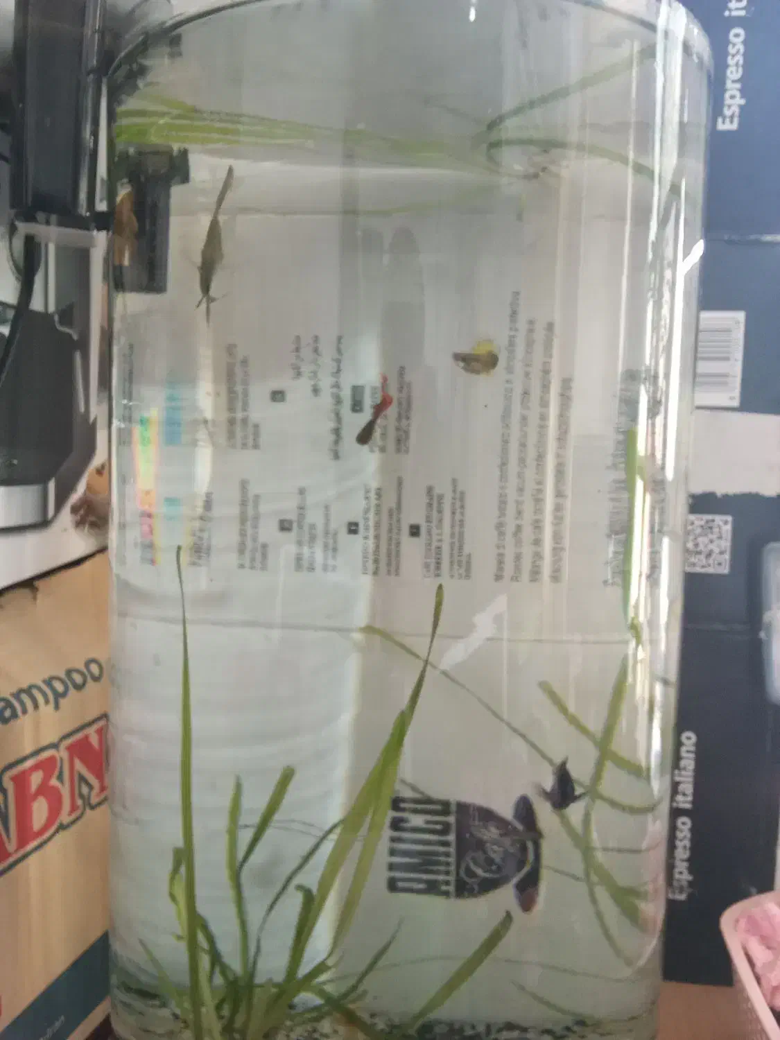 آکواریوم با ماهی|ماهی|شیراز, ریاستی|دیوار