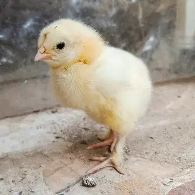 جوجه گلین و برهما دورگه|حیوانات مزرعه|قم, حنیف نژاد|دیوار