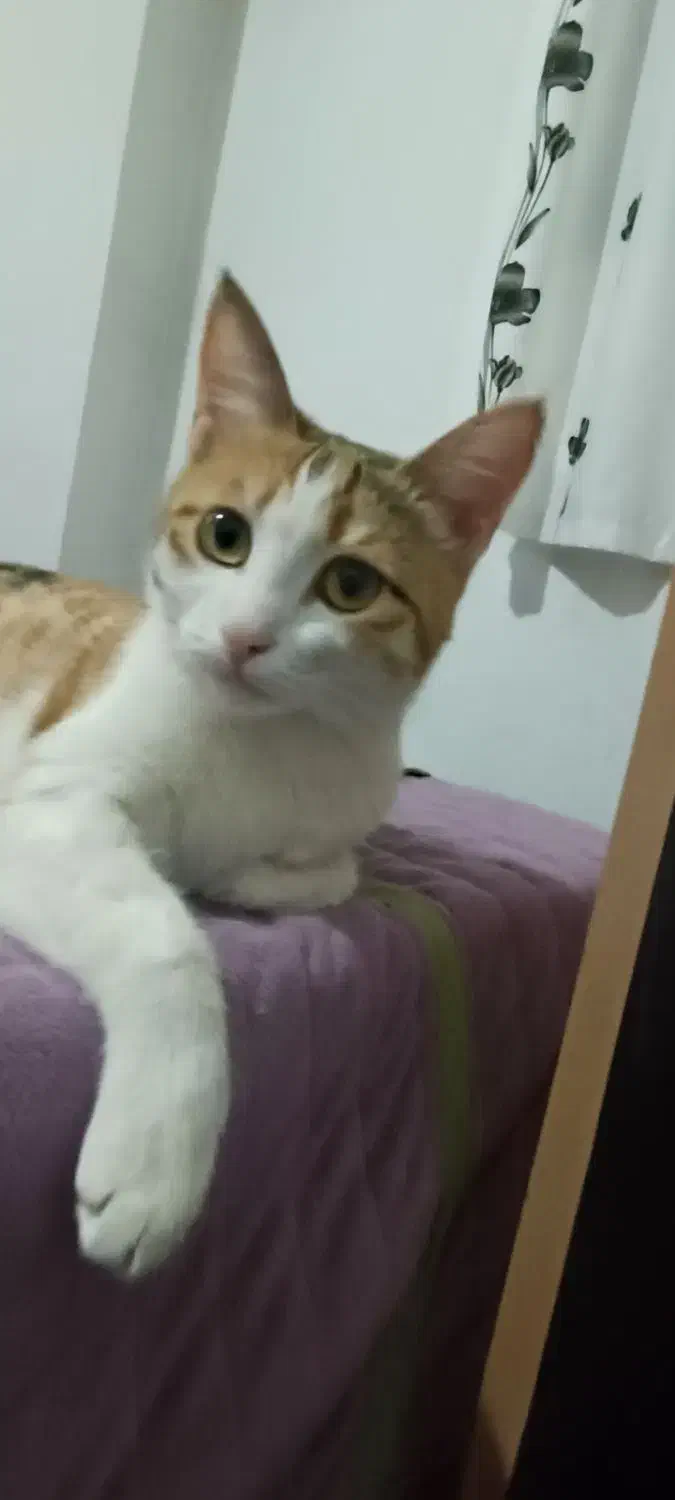 گربه ماده خانگی مجانی با ادب|گربه|بجنورد, |دیوار