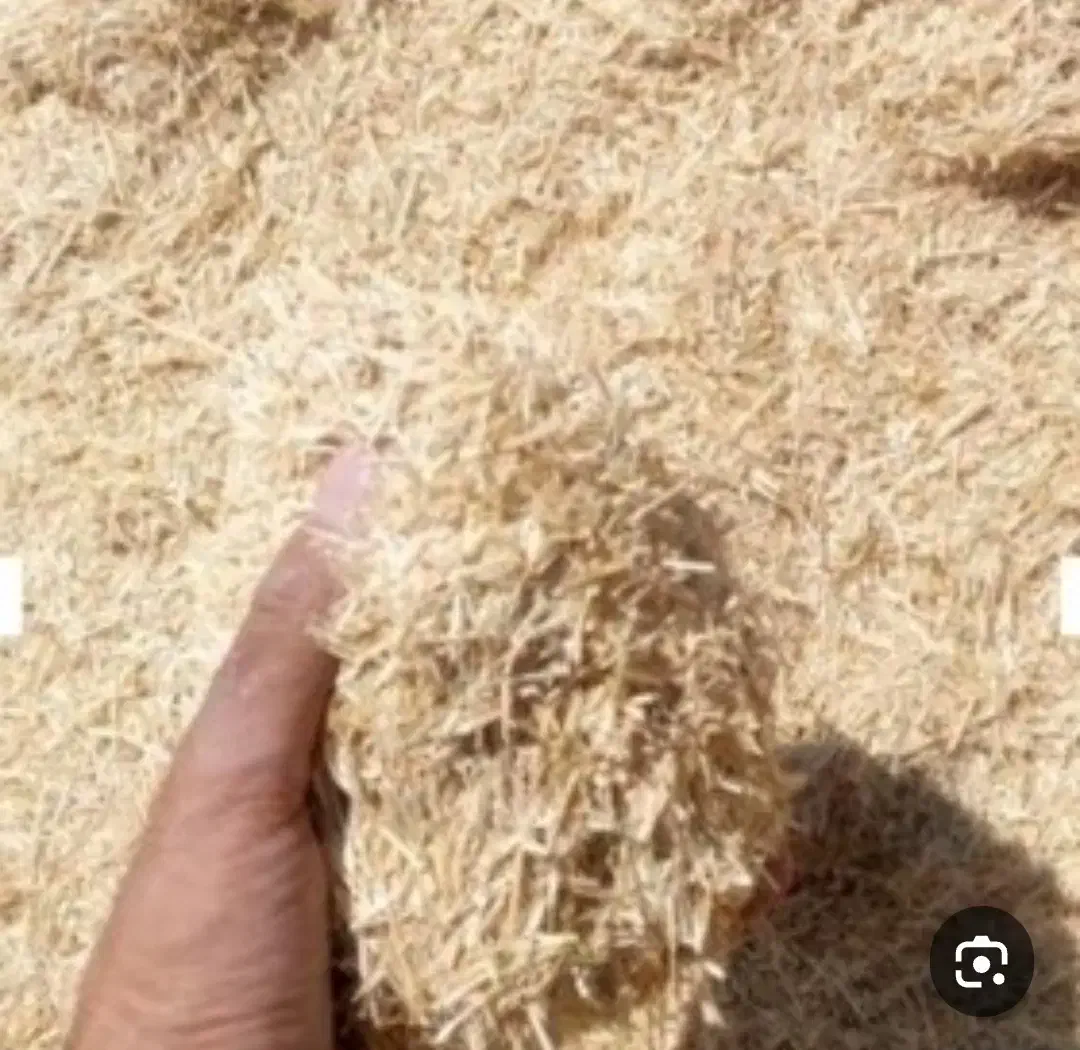 کاه گندم دیم خیلی نرمو خوش خوراک|حیوانات مزرعه|صحنه, |دیوار