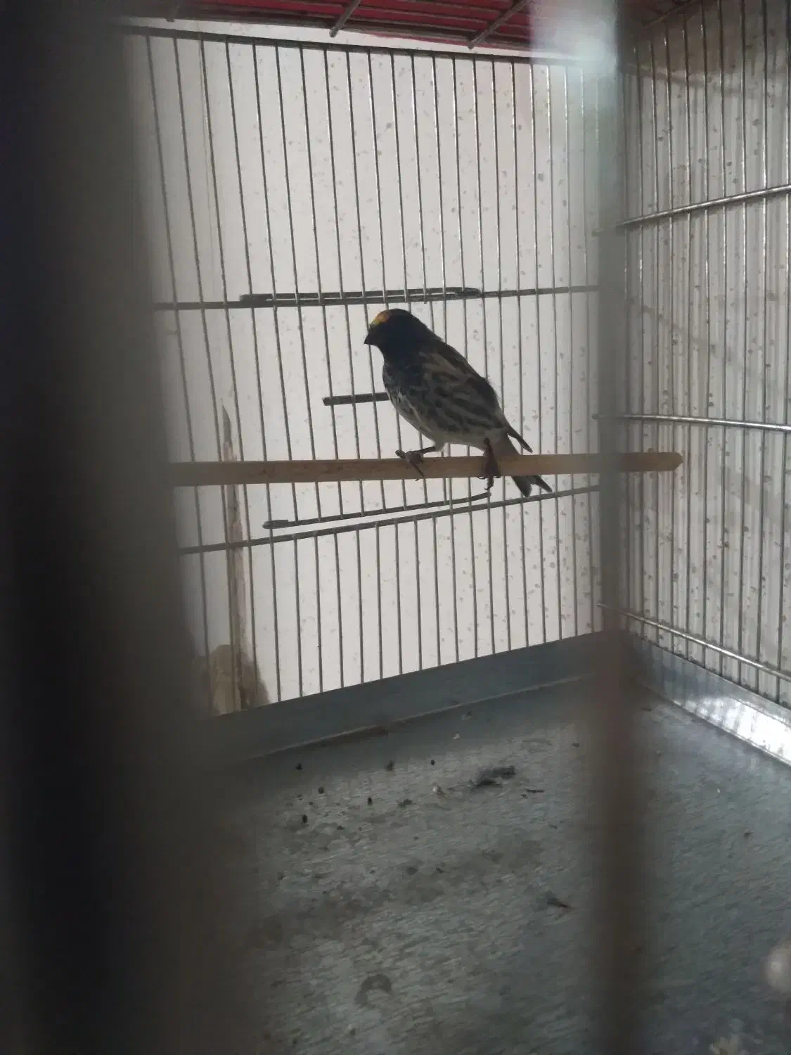 سهره قناری گلبسر نر شلاقی بخونه|پرنده|قم, ولیعصر|دیوار