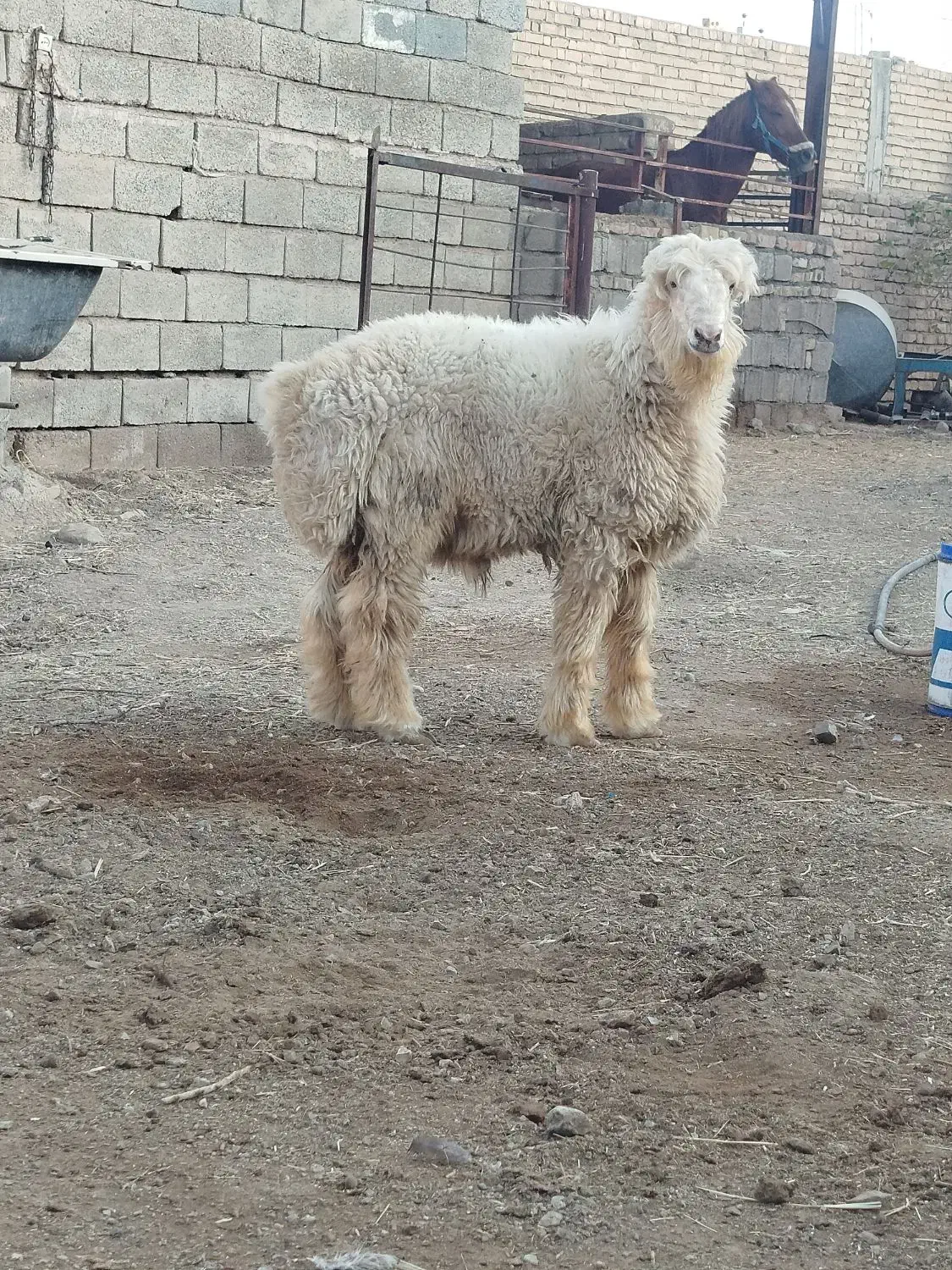 بره قوچ|حیوانات مزرعه|شیراز, داریون|دیوار