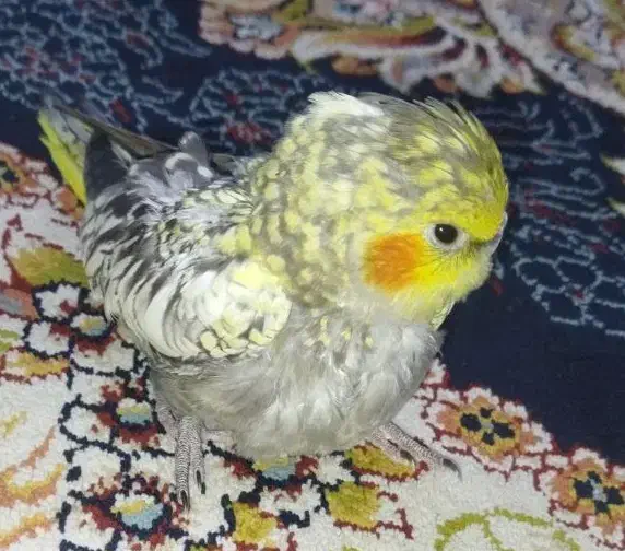 عروس هلندی|پرنده|اهواز, کوی ایثار|دیوار