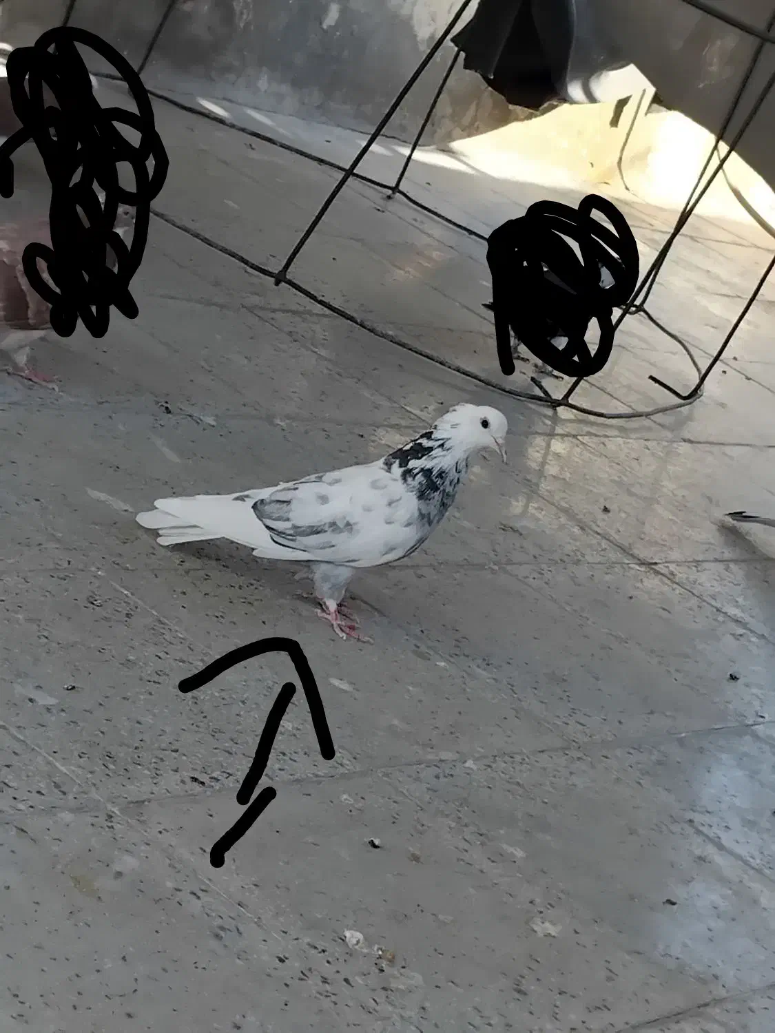 کبوتر|حیوانات|قم, علی آباد سعدگان|دیوار