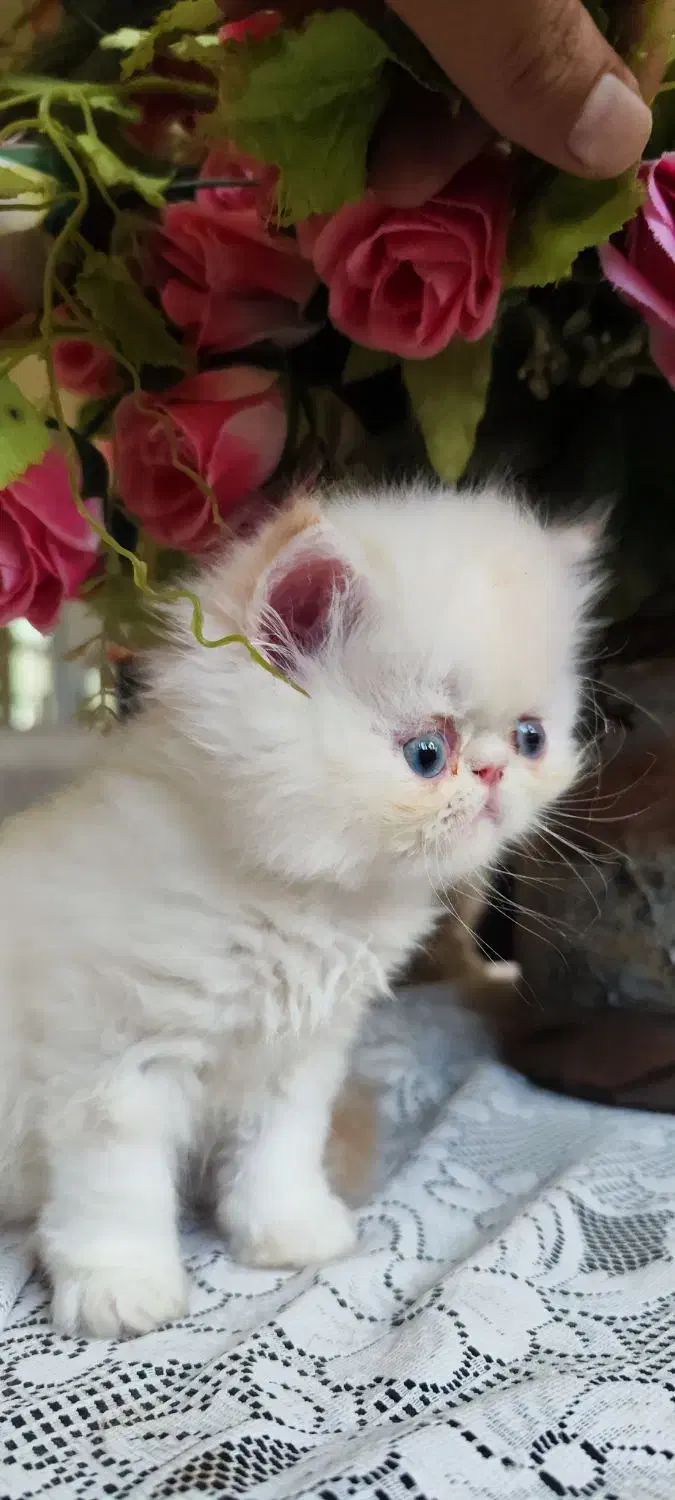 گربه پرشین سوپرفلت|گربه|کرمانشاه, |دیوار