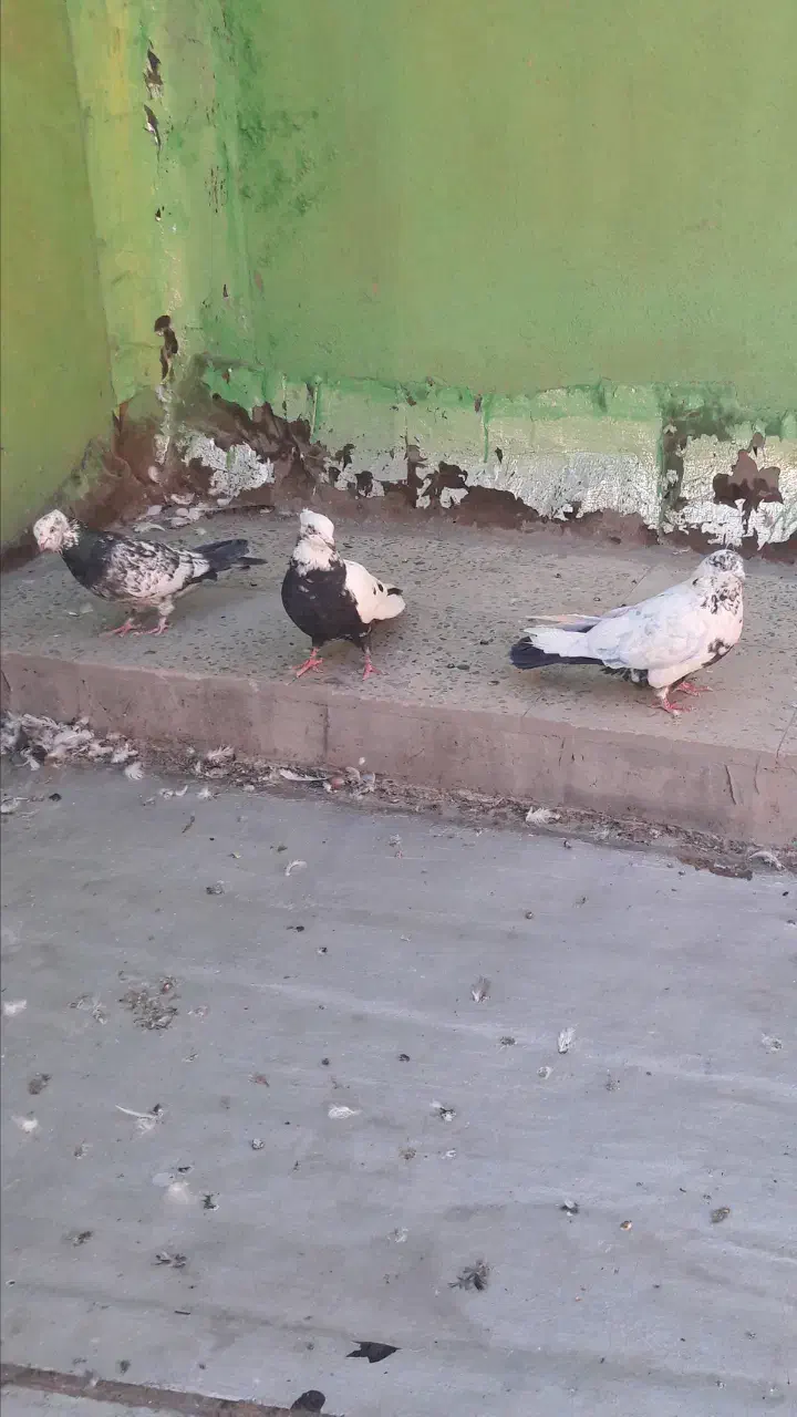 چندعددکبوتر|پرنده|ایلام, |دیوار