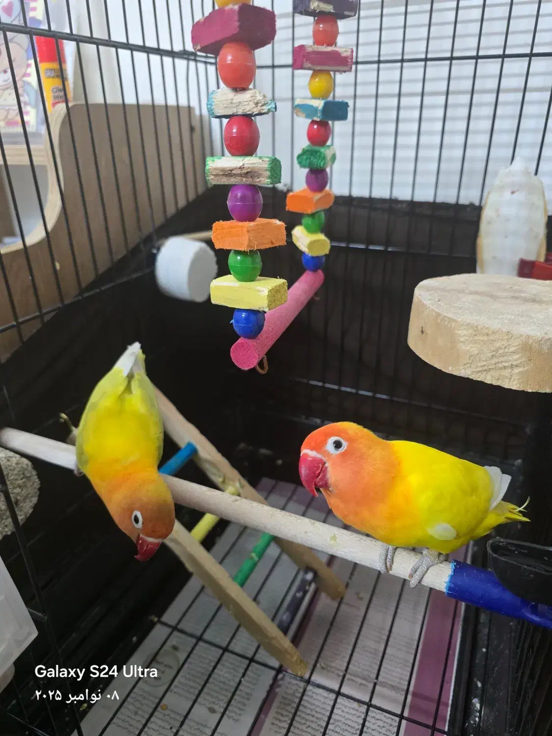 کوتوله برزیلی نژاد خاص|پرنده|مشهد, الهیه|دیوار