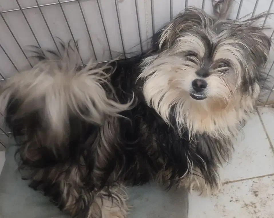 پامرین|سگ|مشهد, نوده|دیوار