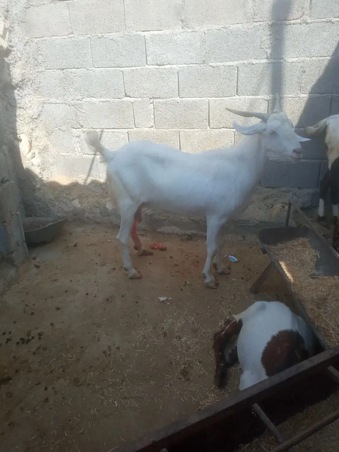 بز دورگ کنگان پرک|حیوانات مزرعه|سیراف, |دیوار