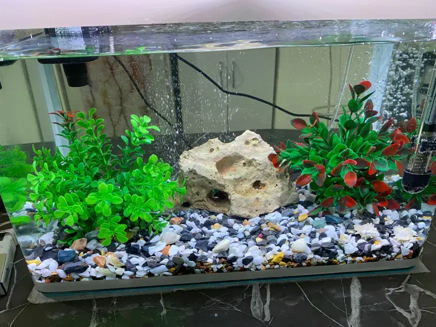 آکواریوم شیشه خم|ماهی|کرمانشاه, |دیوار