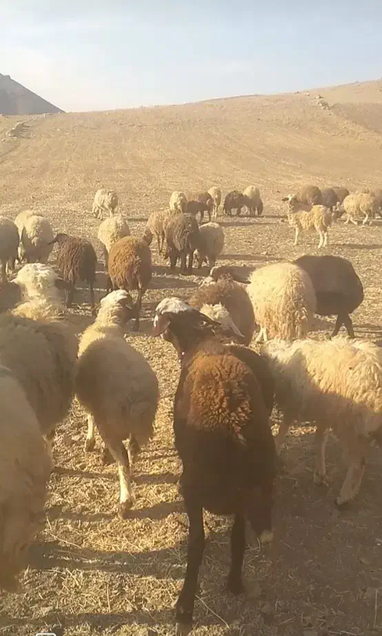 بره قوچ|حیوانات مزرعه|زاغه, |دیوار