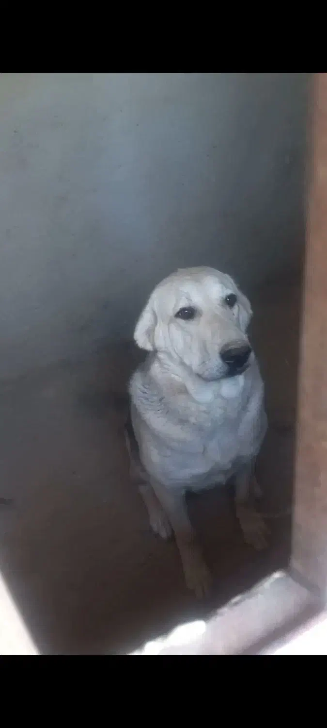 توله پژدر ماده ۸ ماهه|سگ|ورامین, خیر آباد|دیوار