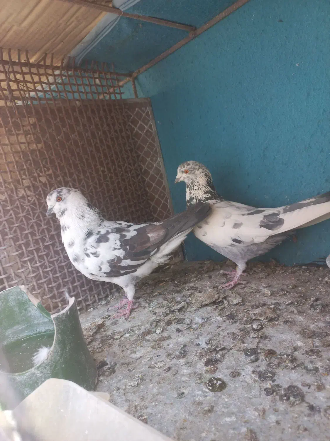 کفتر پرشی|پرنده|سیرجان, |دیوار