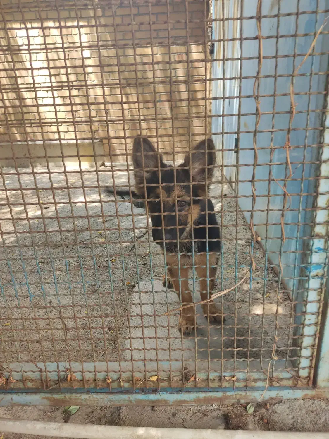 گم شدن سگ|حیوانات|اشتهارد, |دیوار