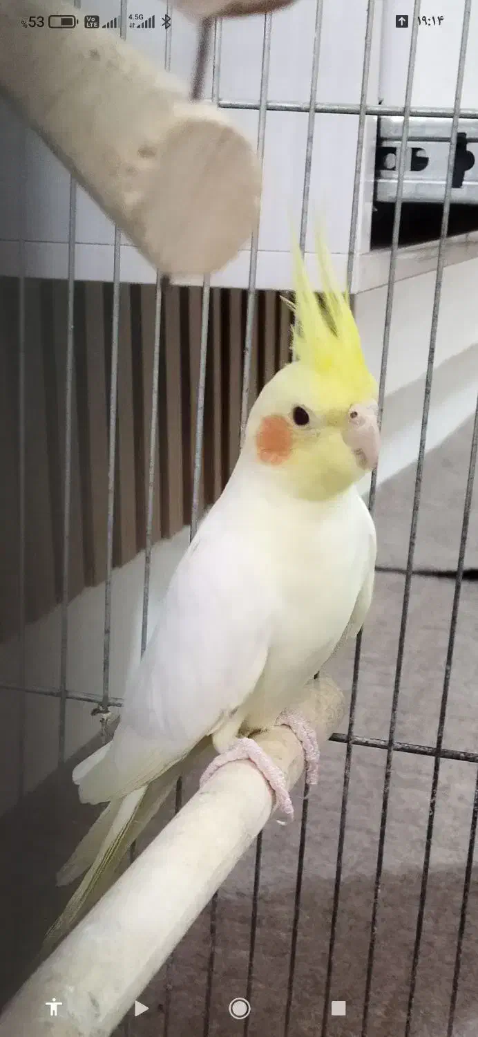 دو عدد عروس هلندی لوتینو|پرنده|تاکستان, |دیوار