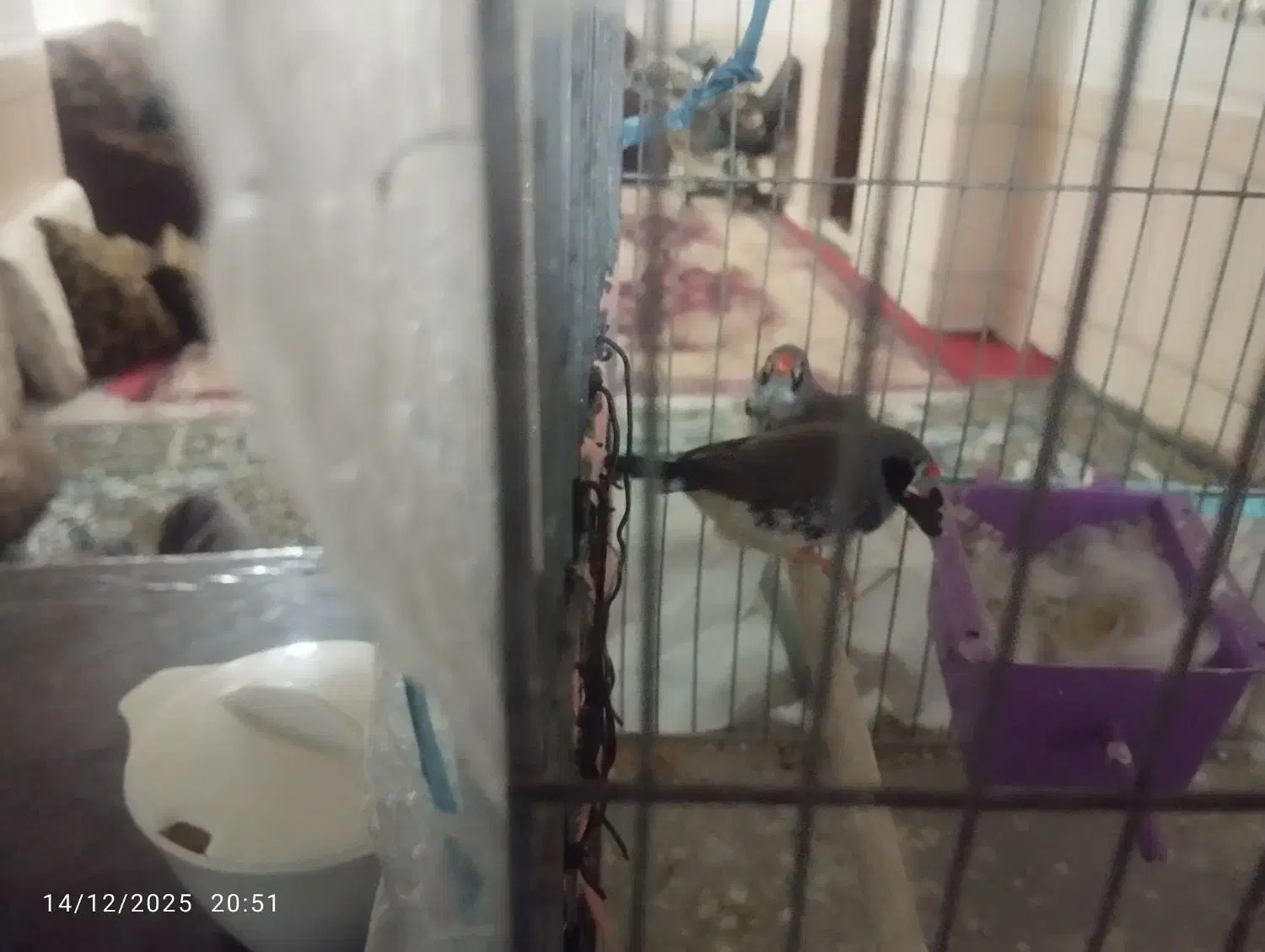 فنچ|پرنده|مسجد سلیمان, |دیوار